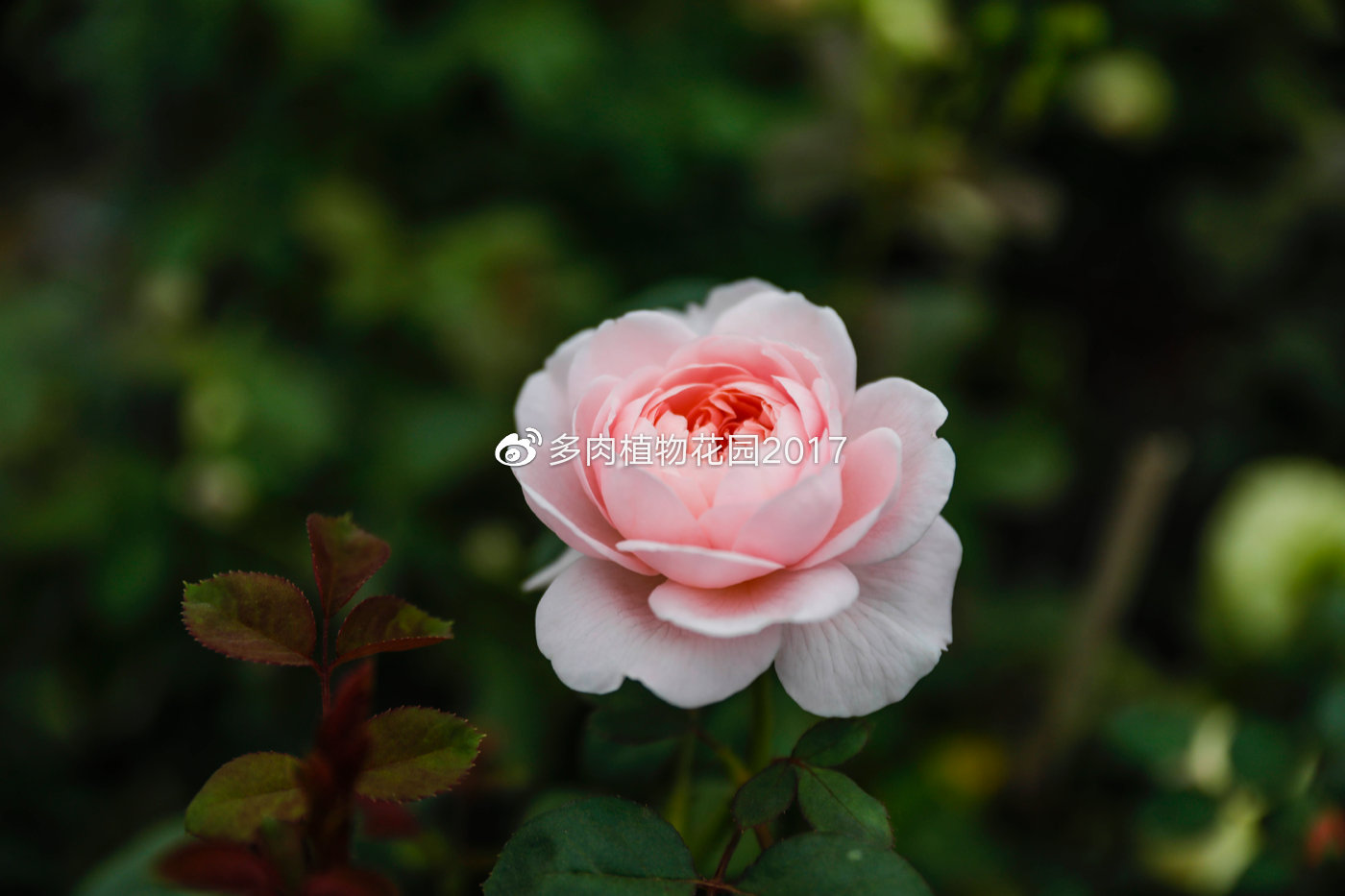 叶子绿油油却突然蔫了,春季花友养护月季经常犯的错误