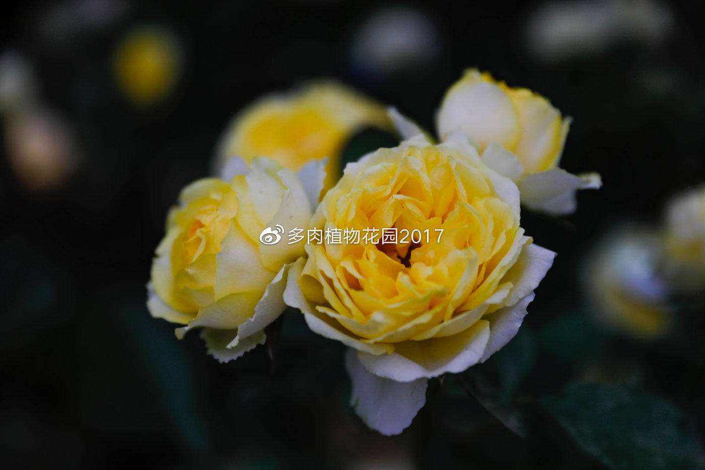 叶子绿油油却突然蔫了,春季花友养护月季经常犯的错误