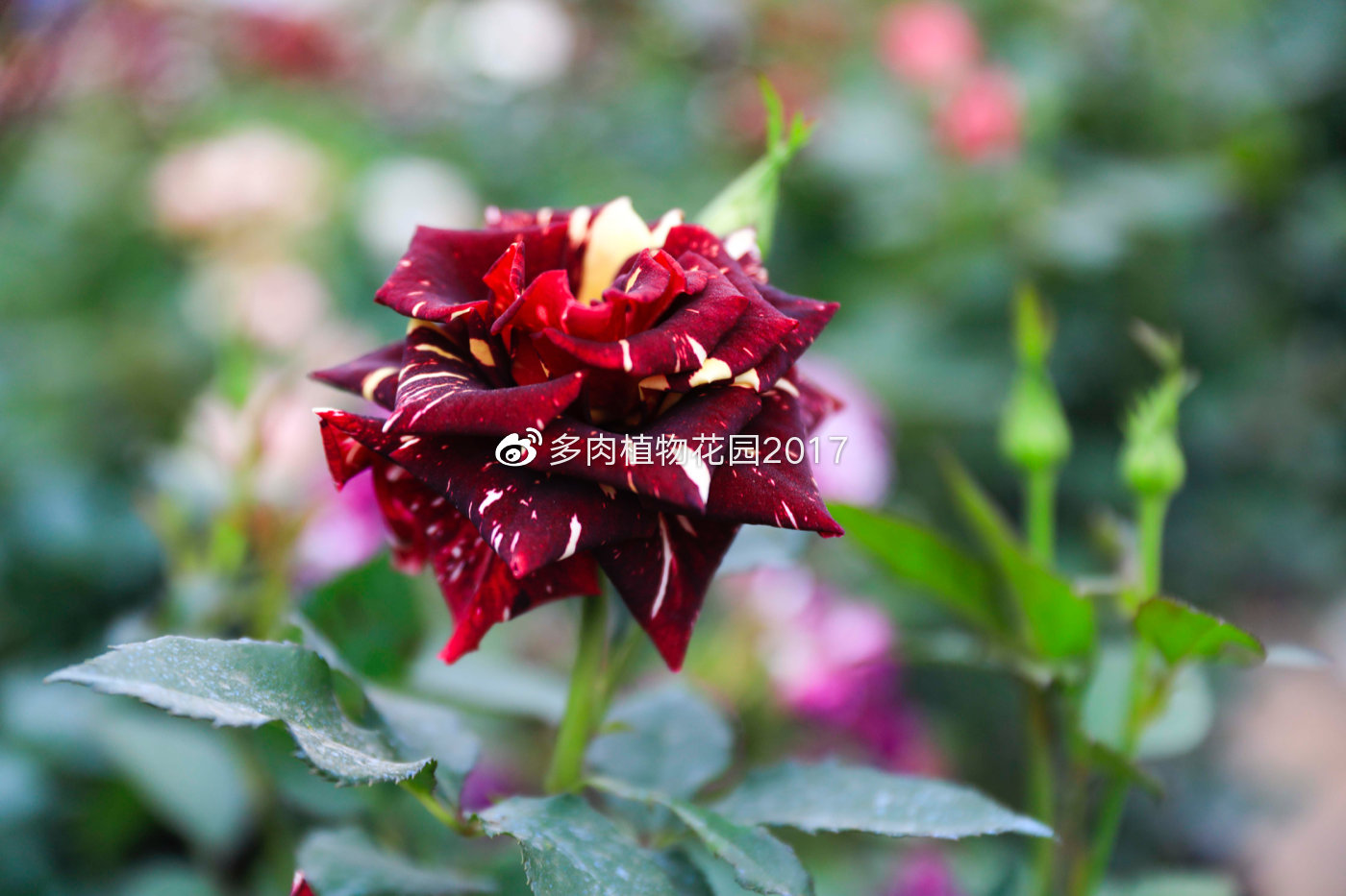 叶子绿油油却突然蔫了,春季花友养护月季经常犯的错误