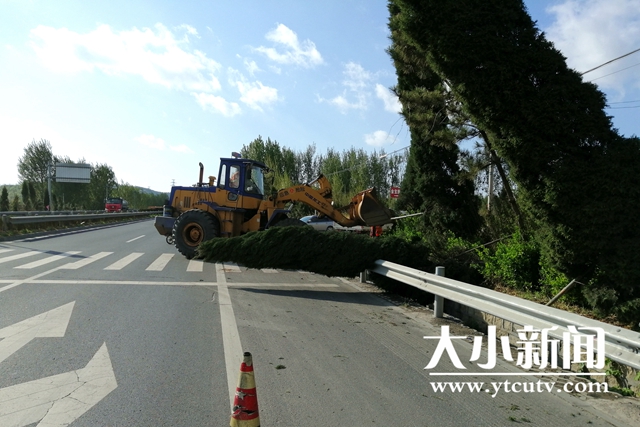 烟台招远公路建设养护中心及时清除倒伏树木