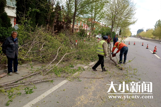 烟台招远公路建设养护中心及时清除倒伏树木