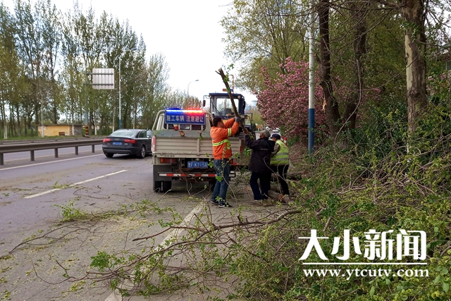 烟台招远公路建设养护中心及时清除倒伏树木