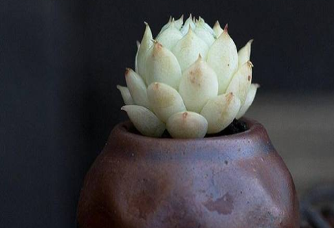 养护经验，分析多肉叶片干瘪枯萎的原因