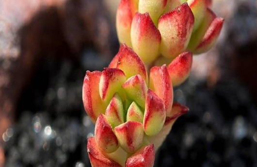 养护经验，分析多肉叶片干瘪枯萎的原因