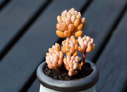 养护经验，分析多肉叶片干瘪枯萎的原因