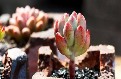 养护经验，分析多肉叶片干瘪枯萎的原因