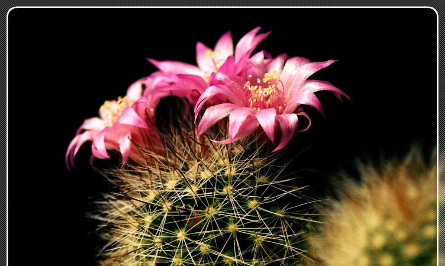 冬天养护沙漠玫瑰，注意浇水问题，就可以安全过冬