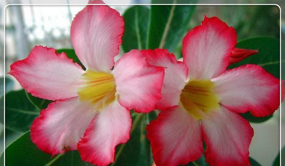 冬天养护沙漠玫瑰，注意浇水问题，就可以安全过冬