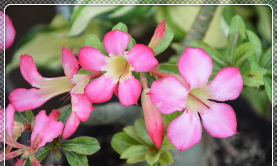 冬天养护沙漠玫瑰，注意浇水问题，就可以安全过冬