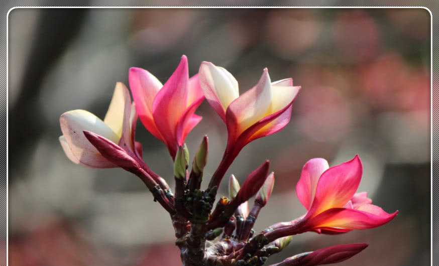 冬天养护沙漠玫瑰，注意浇水问题，就可以安全过冬