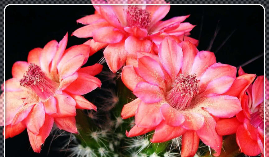 冬天养护沙漠玫瑰，注意浇水问题，就可以安全过冬