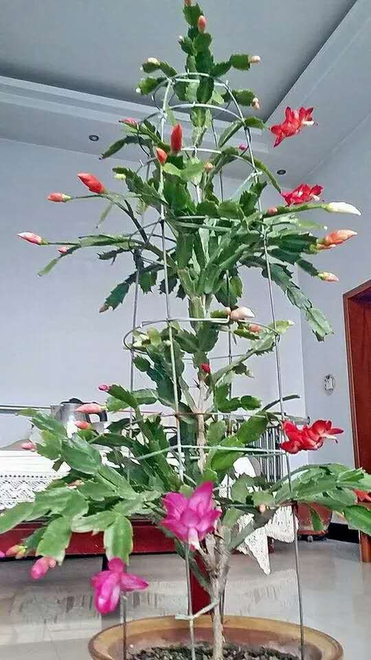 仙人掌嫁接蟹爪兰，这样养护一年窜1米，嫁接三层花，变成花瀑布