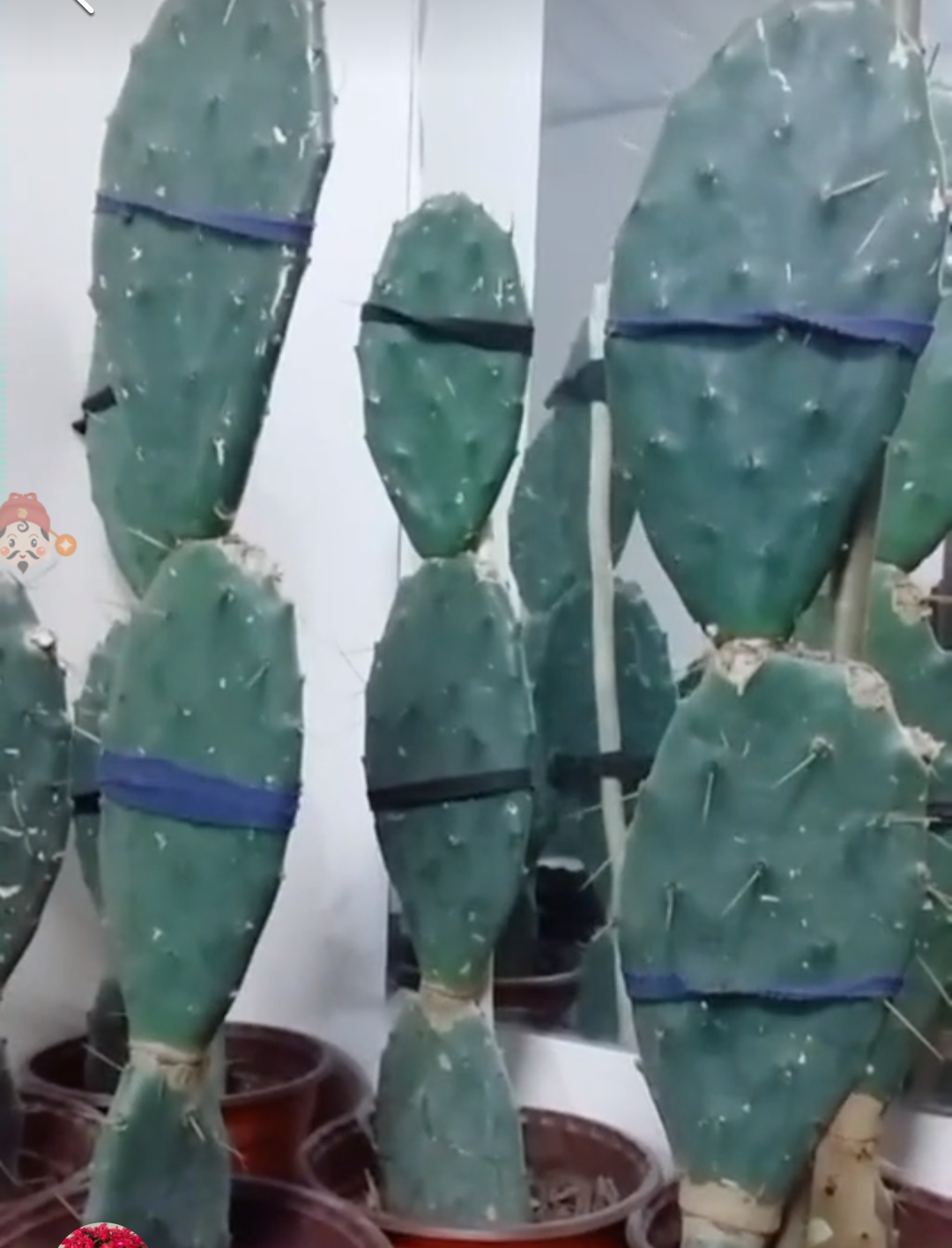 仙人掌嫁接蟹爪兰，这样养护一年窜1米，嫁接三层花，变成花瀑布