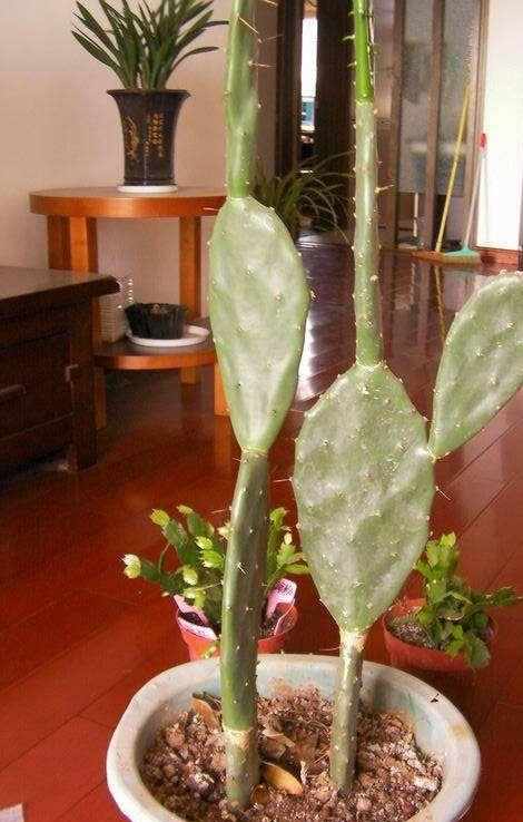 仙人掌嫁接蟹爪兰，这样养护一年窜1米，嫁接三层花，变成花瀑布