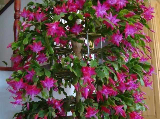 仙人掌嫁接蟹爪兰，这样养护一年窜1米，嫁接三层花，变成花瀑布