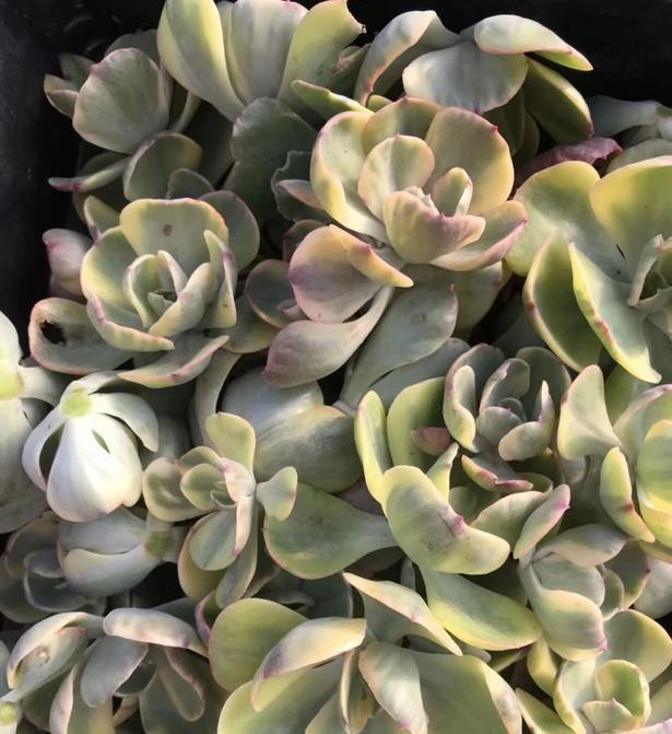 养护小知识砍头的多肉为什么便宜呢这篇文章帮你解答！