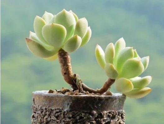 养护小知识砍头的多肉为什么便宜呢这篇文章帮你解答！