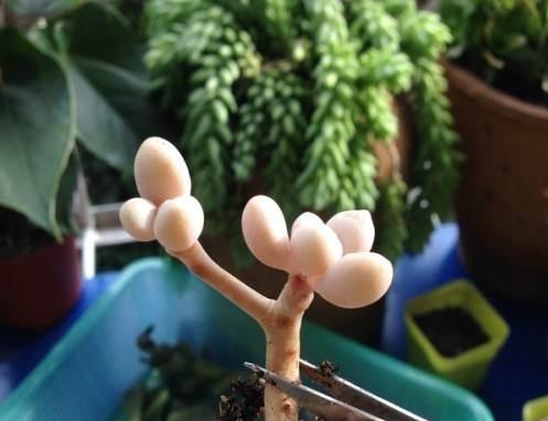 养护小知识砍头的多肉为什么便宜呢这篇文章帮你解答！