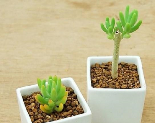 养护小知识砍头的多肉为什么便宜呢这篇文章帮你解答！