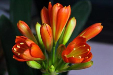 教你几招君子兰养护小技巧,学会了,年年都开花!