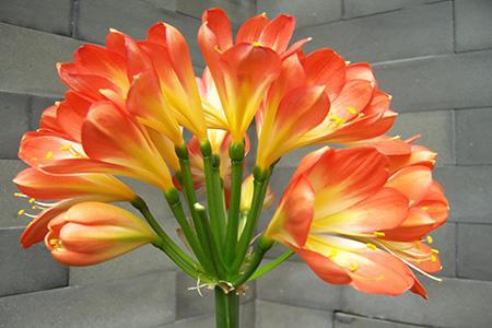 教你几招君子兰养护小技巧,学会了,年年都开花!