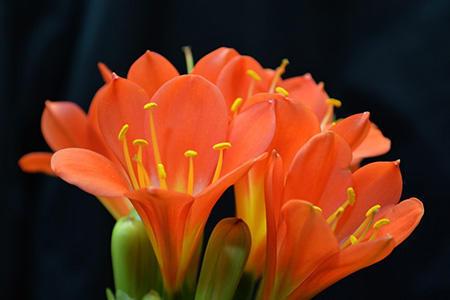 教你几招君子兰养护小技巧,学会了,年年都开花!