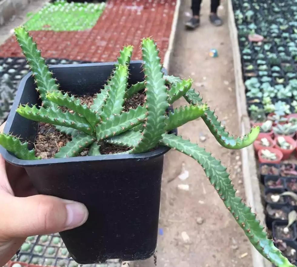 盆栽多肉盛宴飞龙繁殖与养护技术