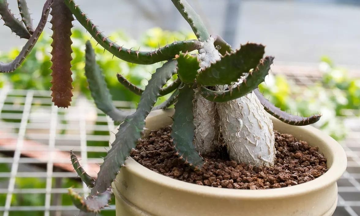 盆栽多肉盛宴飞龙繁殖与养护技术