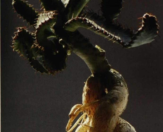 盆栽多肉盛宴飞龙繁殖与养护技术