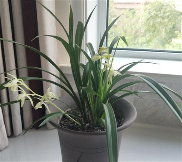 冬季，对于兰根来说也是一个挑战，这时我们该做哪些养护呢