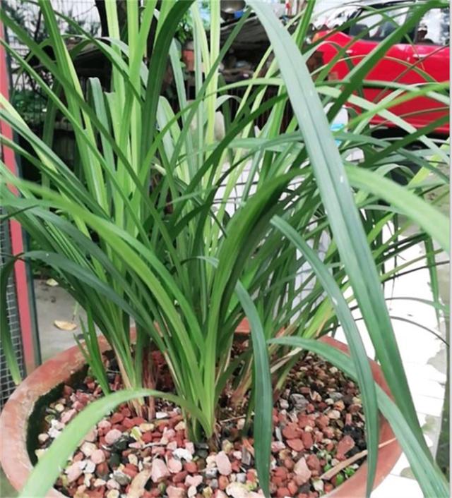 冬季，对于兰根来说也是一个挑战，这时我们该做哪些养护呢