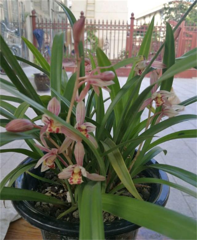 冬季，对于兰根来说也是一个挑战，这时我们该做哪些养护呢