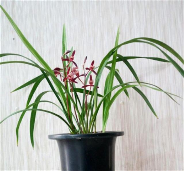 冬季，对于兰根来说也是一个挑战，这时我们该做哪些养护呢