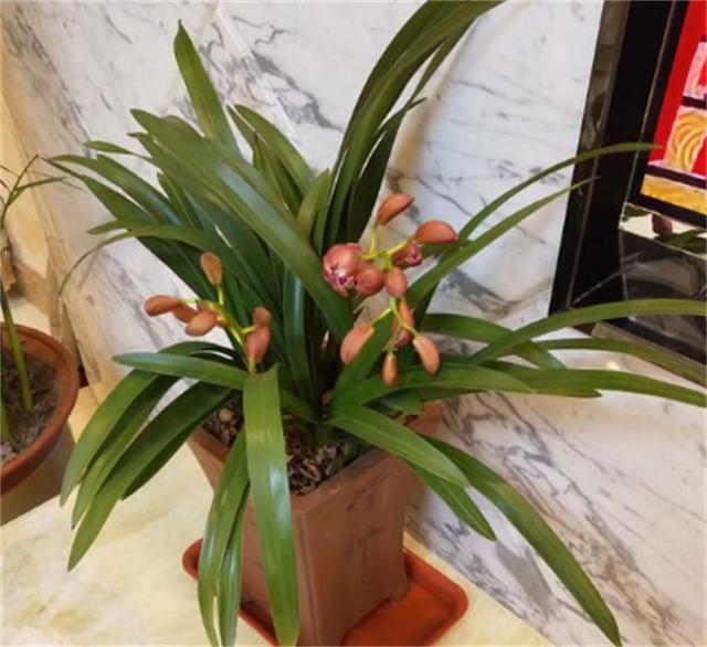 冬季，对于兰根来说也是一个挑战，这时我们该做哪些养护呢