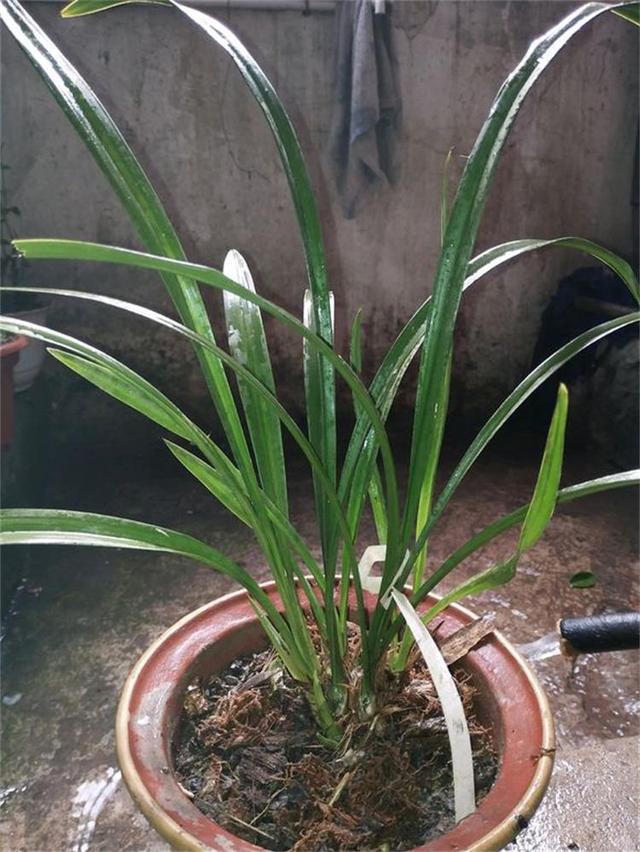 冬季，对于兰根来说也是一个挑战，这时我们该做哪些养护呢