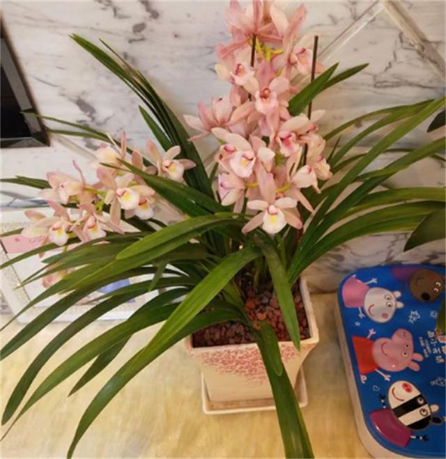 冬季，对于兰根来说也是一个挑战，这时我们该做哪些养护呢