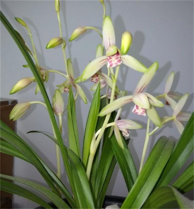 冬季，对于兰根来说也是一个挑战，这时我们该做哪些养护呢