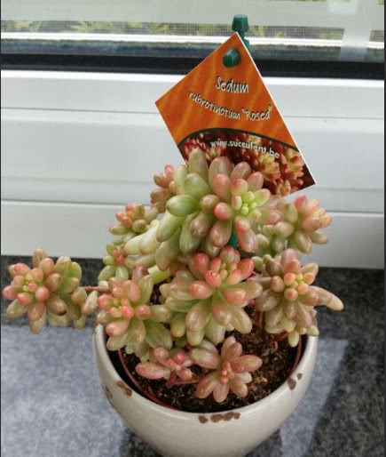 最美多肉：学会这几个虹之玉锦养护技巧，爆盆不是问题！