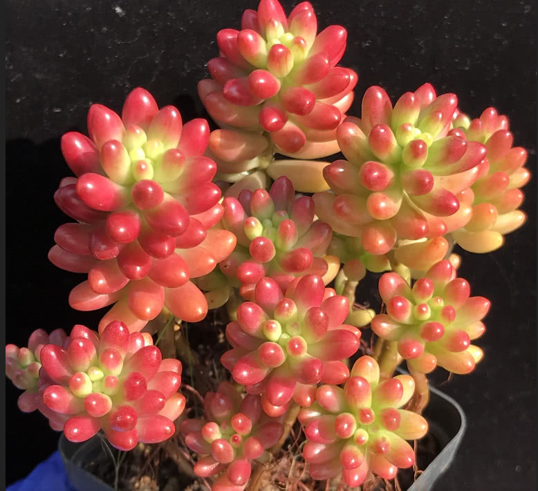 最美多肉：学会这几个虹之玉锦养护技巧，爆盆不是问题！