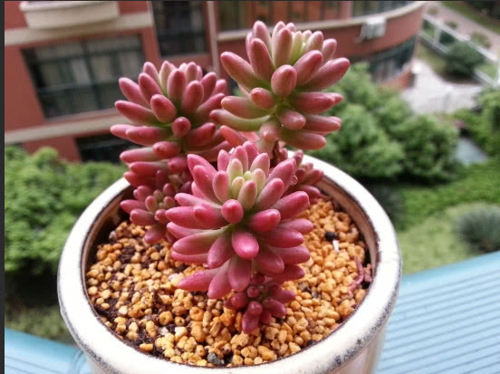 最美多肉：学会这几个虹之玉锦养护技巧，爆盆不是问题！