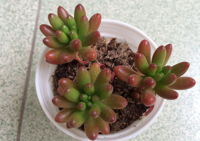 最美多肉：学会这几个虹之玉锦养护技巧，爆盆不是问题！