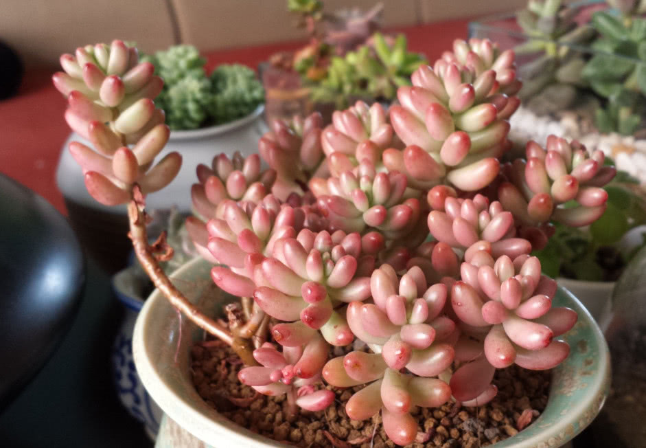 最美多肉：学会这几个虹之玉锦养护技巧，爆盆不是问题！