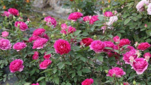 养护月季时，做好这3个“细菌”，植株长势健壮，花朵又大又多