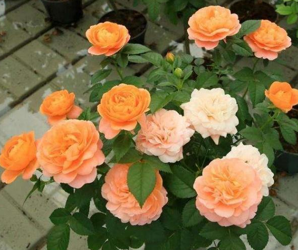 养护月季时，做好这3个“细菌”，植株长势健壮，花朵又大又多