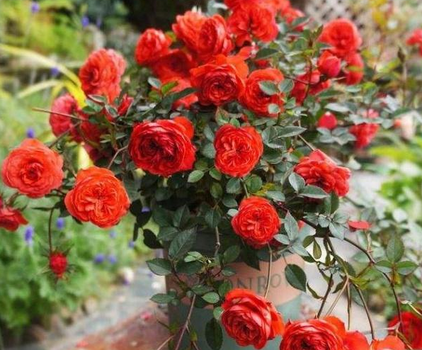 养护月季时，做好这3个“细菌”，植株长势健壮，花朵又大又多