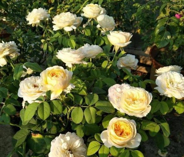 养护月季时，做好这3个“细菌”，植株长势健壮，花朵又大又多