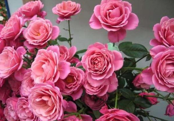 养护月季时，做好这3个“细菌”，植株长势健壮，花朵又大又多