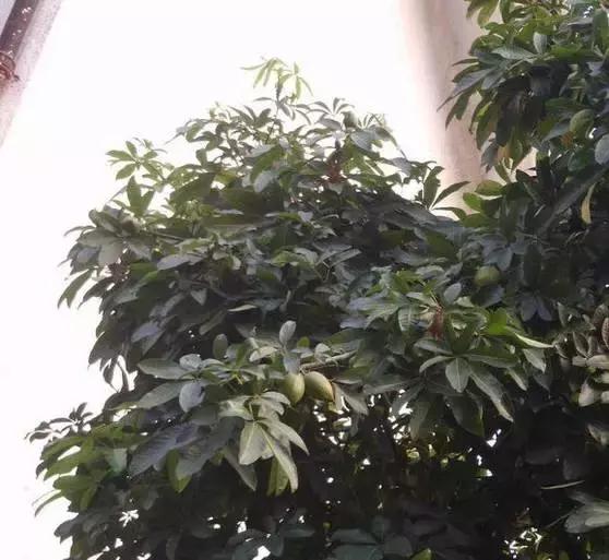 多肉植物夏季养护到底怎么做