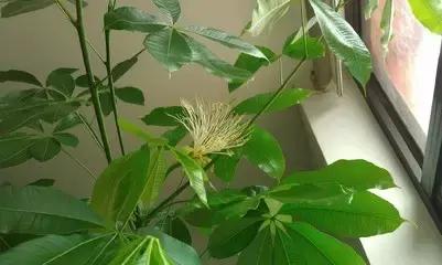 多肉植物夏季养护到底怎么做