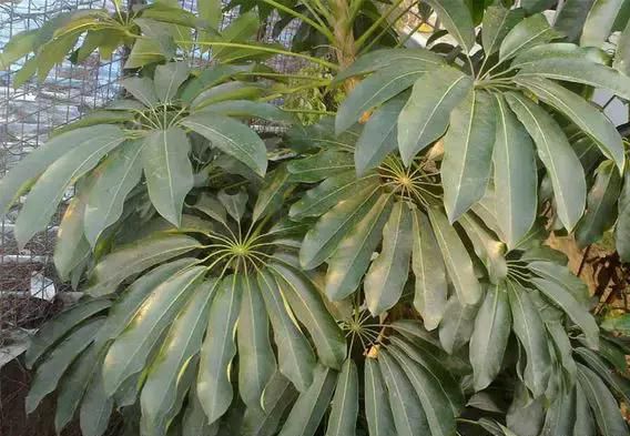 多肉植物夏季养护到底怎么做